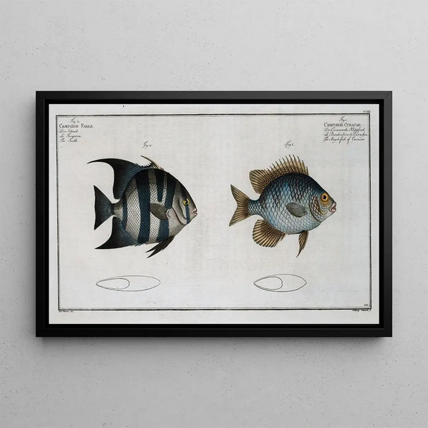 Chaetodon Curacao The Curaçao angelfish 2 Chaetodon Faber The blacksmith - Marcus Elieser Bloch — framed artwork on a wall