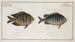Chaetodon Mauritii 2 Chaetodon Bengalensis - Marcus Elieser Bloch — artwork view