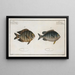 Chaetodon Mauritii 2 Chaetodon Bengalensis - Marcus Elieser Bloch — framed artwork on a wall