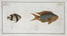 Chaetodon Pavo 2 Chaetodon aruanus - Marcus Elieser Bloch — artwork view