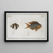 Chaetodon Pavo 2 Chaetodon aruanus - Marcus Elieser Bloch — framed artwork on a wall