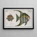 Chaetodon Plmieri 2 Chaetodon ocellatus - Marcus Elieser Bloch — framed artwork on a wall