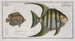 Chaetodon Plmieri 2 Chaetodon ocellatus - Marcus Elieser Bloch — artwork view