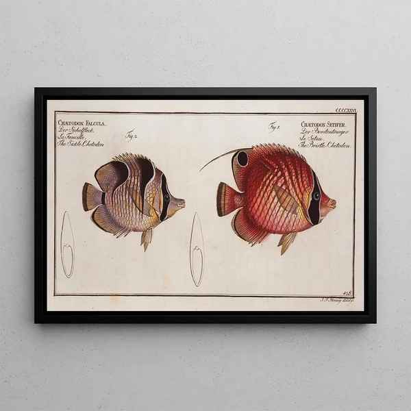 Chaetodon Setifer The Threadfin Butterflyfish 2 Chaetodon Falcula The Sicklefin Butterflyfish - Marcus Elieser Bloch — framed artwork on a wall