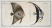 Chaetodon teira 2 Chaetodon vespertilio - Marcus Elieser Bloch — artwork view