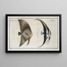 Chaetodon teira 2 Chaetodon vespertilio - Marcus Elieser Bloch — framed artwork on a wall