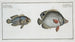 Chaetodon bimaculatus 2 Chaetodon biaculeatus - Marcus Elieser Bloch — artwork view