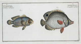 Marcus Elieser Bloch - 1 Chaetodon bimaculatus 2 Chaetodon biaculeatus.webp