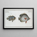 Chaetodon bimaculatus 2 Chaetodon biaculeatus - Marcus Elieser Bloch — framed artwork on a wall