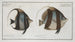 Chaetodon macrolepidotus 2 Chaetodon cornutus - Marcus Elieser Bloch — artwork view