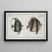 Chaetodon macrolepidotus 2 Chaetodon cornutus - Marcus Elieser Bloch — framed artwork on a wall