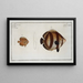 Chaetodon striatus 2 Chaetodon capistratus The Butterflyfish - Marcus Elieser Bloch — framed artwork on a wall