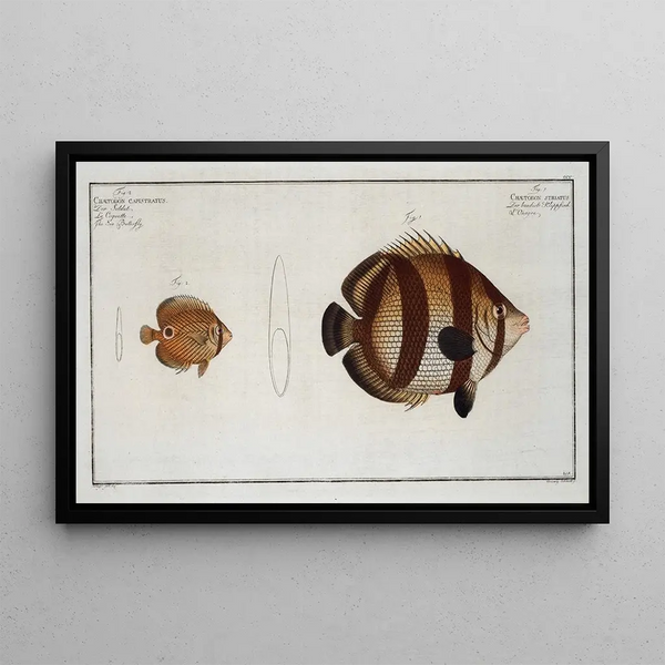 Chaetodon striatus 2 Chaetodon capistratus The Butterflyfish - Marcus Elieser Bloch — framed artwork on a wall