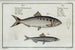Clupea alosa The Shad 2 Clupea encrasicolus L'anchois - Marcus Elieser Bloch — artwork view
