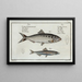 Clupea alosa The Shad 2 Clupea encrasicolus L'anchois - Marcus Elieser Bloch — framed artwork on a wall