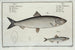 Clupea harengus The Herring 2 Clupea sprattus The Sprat - Marcus Elieser Bloch — artwork view