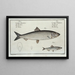 Clupea harengus The Herring 2 Clupea sprattus The Sprat - Marcus Elieser Bloch — framed artwork on a wall