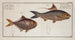 Clupea Nasus Le Herring Nostrils 2 Scomber minutus The Little Mackerel - Marcus Elieser Bloch — artwork view