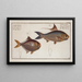Clupea Nasus Le Herring Nostrils 2 Scomber minutus The Little Mackerel - Marcus Elieser Bloch — framed artwork on a wall