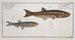 Clupea atherinoides The Striped Silver Herring 2 Cyprinus clupeoides The Carp-Herring - Marcus Elieser Bloch — artwork view