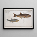 Clupea atherinoides The Striped Silver Herring 2 Cyprinus clupeoides The Carp-Herring - Marcus Elieser Bloch — framed artwork on a wall