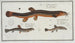 Cobitis fossilis the vase fish 2 Cobitis taenia the ribbon fish 3 Cobitis bartula the barb fish - Marcus Elieser Bloch — artwork view