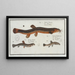 Cobitis fossilis the vase fish 2 Cobitis taenia the ribbon fish 3 Cobitis bartula the barb fish - Marcus Elieser Bloch — framed artwork on a wall