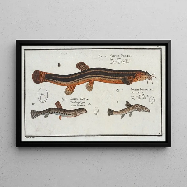 Cobitis fossilis the vase fish 2 Cobitis taenia the ribbon fish 3 Cobitis bartula the barb fish - Marcus Elieser Bloch — framed artwork on a wall