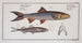 Elops saurus, the lizard 3 Atherina hepsetus, the athérine - Marcus Elieser Bloch — artwork view
