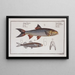 Elops saurus, the lizard 3 Atherina hepsetus, the athérine - Marcus Elieser Bloch — framed artwork on a wall