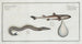 Embryo of shark 2 Ammodytes Tobianus The lançon - Marcus Elieser Bloch — artwork view