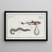 Embryo of shark 2 Ammodytes Tobianus The lançon - Marcus Elieser Bloch — framed artwork on a wall