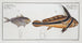 Eques americanus, the ribbon fish 2 Scomber kleinii, Klein's mackerel - Marcus Elieser Bloch — artwork view