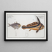 Eques americanus, the ribbon fish 2 Scomber kleinii, Klein's mackerel - Marcus Elieser Bloch — framed artwork on a wall