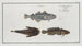 Gadus Minutus Le Pauvre 2 3 Gadus Tau Le Poisson-Toald - Marcus Elieser Bloch — artwork view