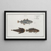 Gadus Minutus Le Pauvre 2 3 Gadus Tau Le Poisson-Toald - Marcus Elieser Bloch — framed artwork on a wall