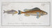Gymnocephalus schratser, le Schratser 2 Gymnocephalus argenteus, le SiverBald - Marcus Elieser Bloch — artwork view