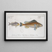 Gymnocephalus schratser, le Schratser 2 Gymnocephalus argenteus, le SiverBald - Marcus Elieser Bloch — framed artwork on a wall