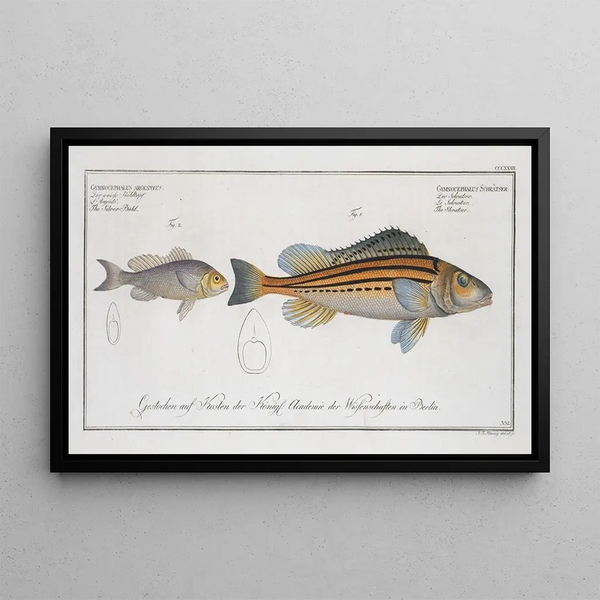Gymnocephalus schratser, le Schratser 2 Gymnocephalus argenteus, le SiverBald - Marcus Elieser Bloch — framed artwork on a wall