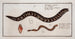 Gymnothorax catenatus The Chain Fish Petromyzon agrenteus The Silver Lamprey - Marcus Elieser Bloch — artwork view