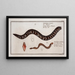 Gymnothorax catenatus The Chain Fish Petromyzon agrenteus The Silver Lamprey - Marcus Elieser Bloch — framed artwork on a wall