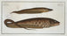 Gymnotus brachiurus 2 Gymnotus carapo - Marcus Elieser Bloch — artwork view