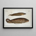 Gymnotus brachiurus 2 Gymnotus carapo - Marcus Elieser Bloch — framed artwork on a wall