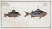 Holocentrus servus The slave fish 2 Holocentrus quadrilineatus The four-banded holocentrus - Marcus Elieser Bloch — artwork view