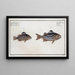 Holocentrus servus The slave fish 2 Holocentrus quadrilineatus The four-banded holocentrus - Marcus Elieser Bloch — framed artwork on a wall