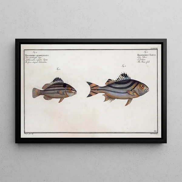 Holocentrus servus The slave fish 2 Holocentrus quadrilineatus The four-banded holocentrus - Marcus Elieser Bloch — framed artwork on a wall