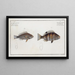 Holocentrus striatus The striped squirrelfish 2 Holocentrus argentinus The argenté squirrelfish - Marcus Elieser Bloch — framed artwork on a wall