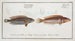 Labrus Julis The rainbow fish 2 Labrus Guttatus The girelle - Marcus Elieser Bloch — artwork view
