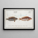 Labrus Julis The rainbow fish 2 Labrus Guttatus The girelle - Marcus Elieser Bloch — framed artwork on a wall