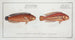 Labrus bivittatus The double-banded wrasse 2 Labrus macrolepidotus The large-scaled wrasse - Marcus Elieser Bloch — artwork view